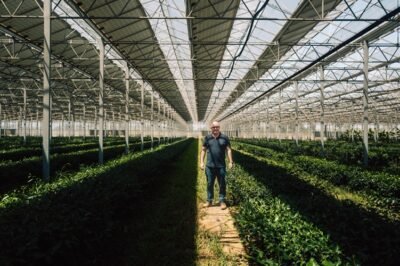 Le jardin de thé dans le Roussillon sud de la France @hugovienne @hbframe (14) 500