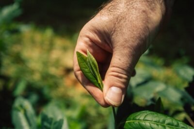 Cueillette du thé dans le Roussillon @hugovienne @hbframe (19) 500